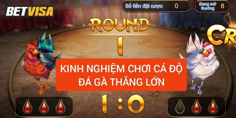 kinh-nghiem-lua-chon-keo-ca-do-da-ga-thang-lon