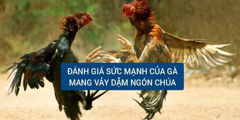 danh-gia-suc-manh-cua-ga-mang-vay-dam-ngon-chua