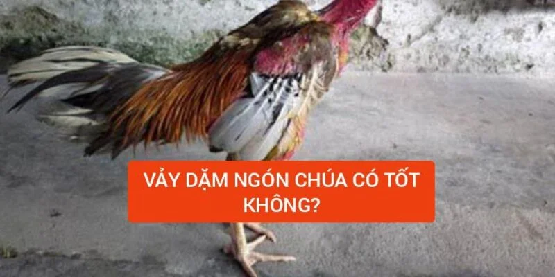 vay-dam-ngon-chua-co-tot-khong
