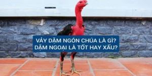 vay-dam-ngon-chua-la-gi-vay-dam-ngoai-tot-hay-xau