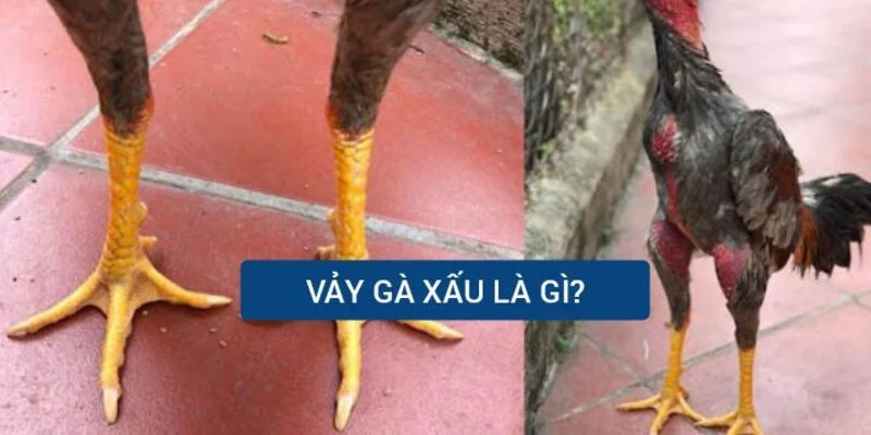 vay-ga-xau-la-gi