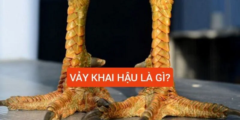 vay-khai-hau-la-gi